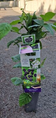 Blackberry -''Black Satin'' Heavy crops of large blackberries on thorn free stems .. Planting time is from now.
