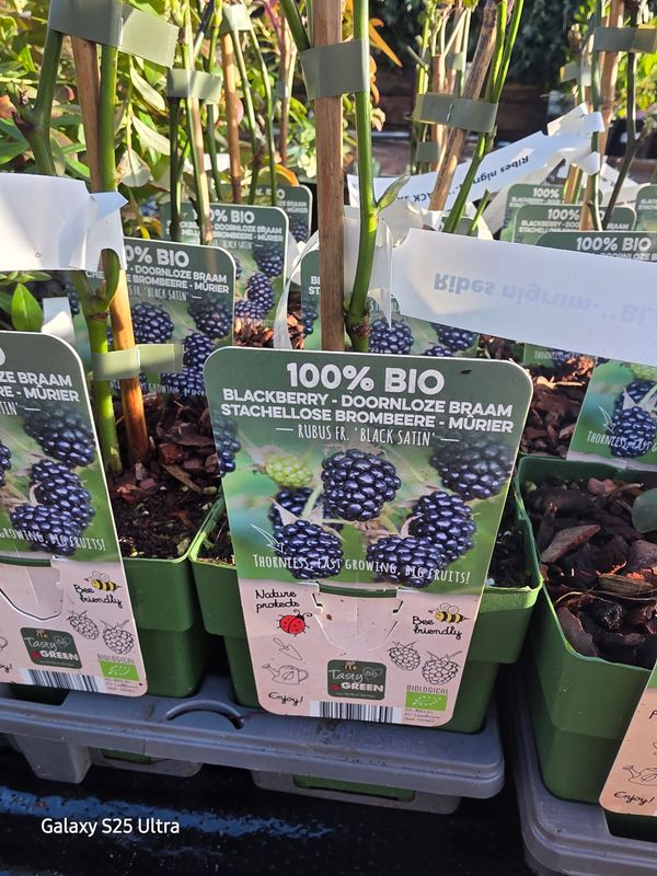 Blackberry -''Black Satin'' Heavy crops of large blackberries on thorn free stems .. Planting time is from now.