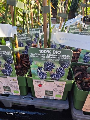 Blackberry -''Black Satin'' Heavy crops of large blackberries on thorn free stems .. Planting time is from now.