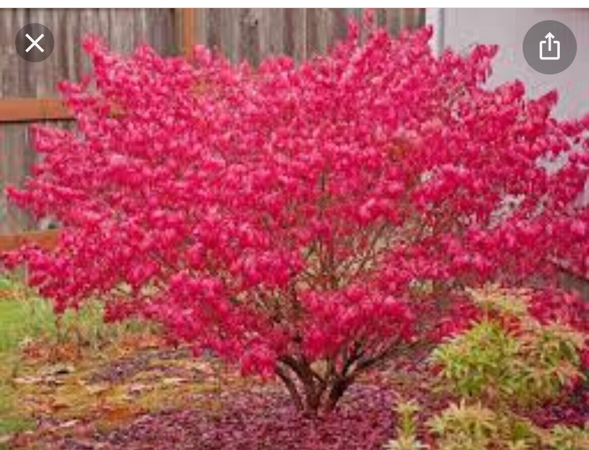 Burning Bush Euonymus alatus Winged Spindle. Hardy with green leaves in spring and summer. Stunning red leaves in autumn.