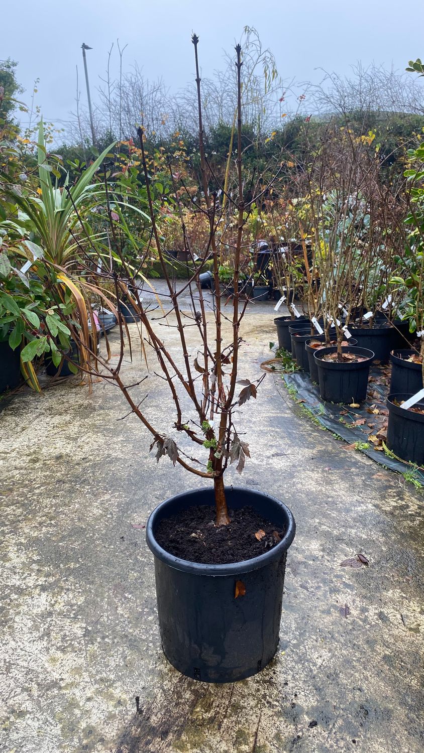 Acer ''Griseum'' Chinese Paperbark Maple