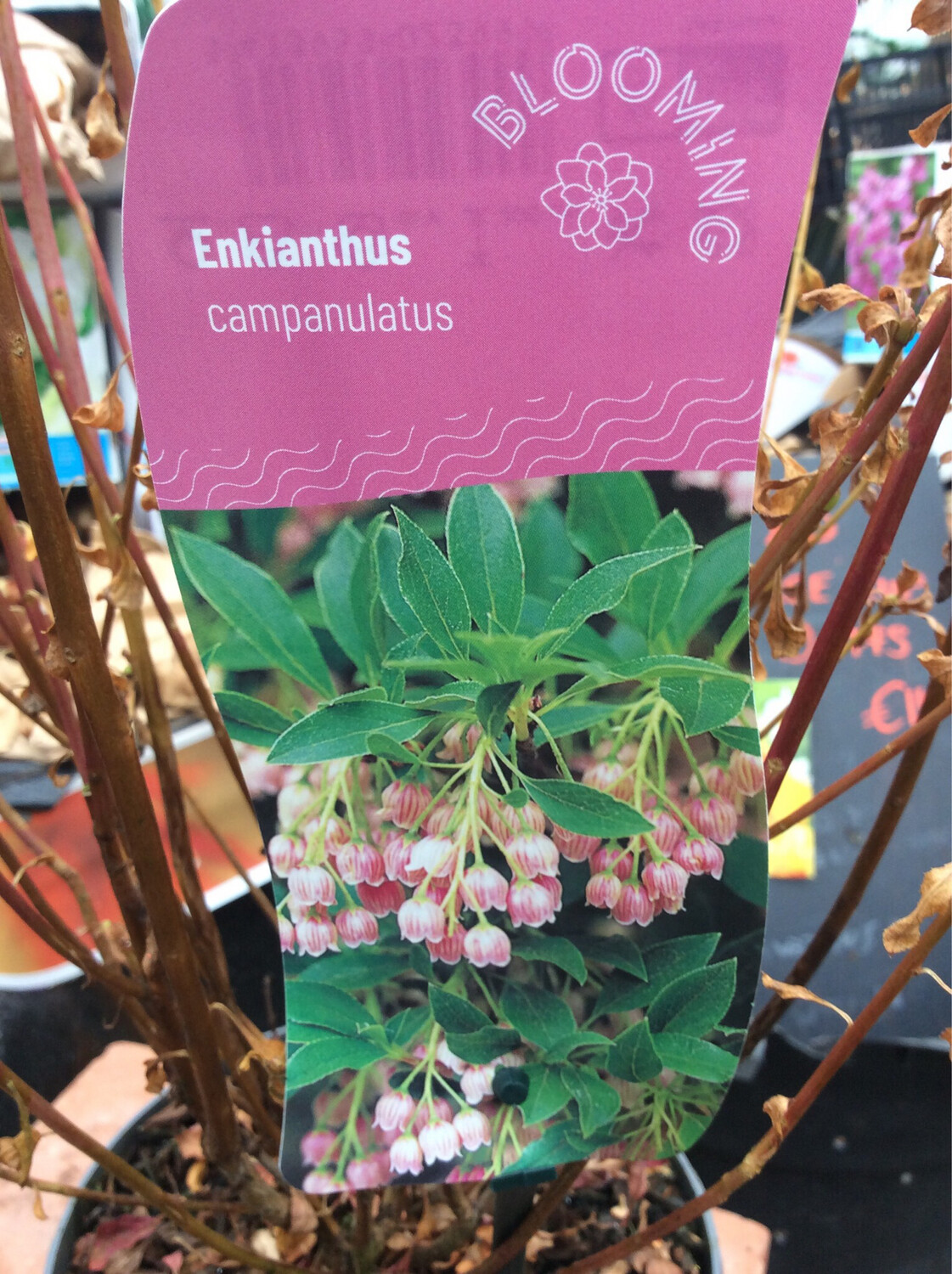 Enkianthus Campanulatus Bell like flowers in spring,red autumn foliage. Good In Pots Or Beds in semi shade ,or sun !