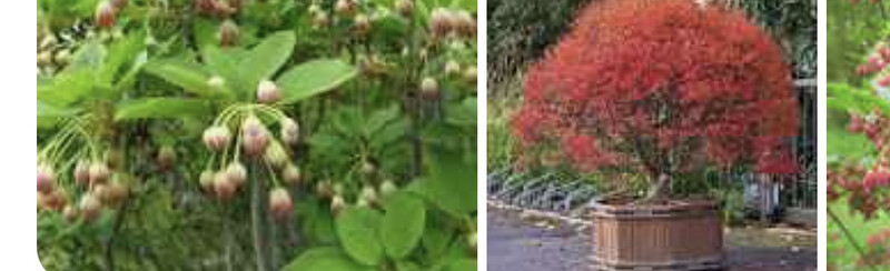 Enkianthus Campanulatus Bell like flowers in spring,red autumn foliage. Good In Pots Or Beds in semi shade ,or sun !