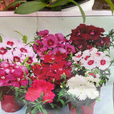 Dianthus Mix 5 Plants For ,pots ,beds ,rockeries