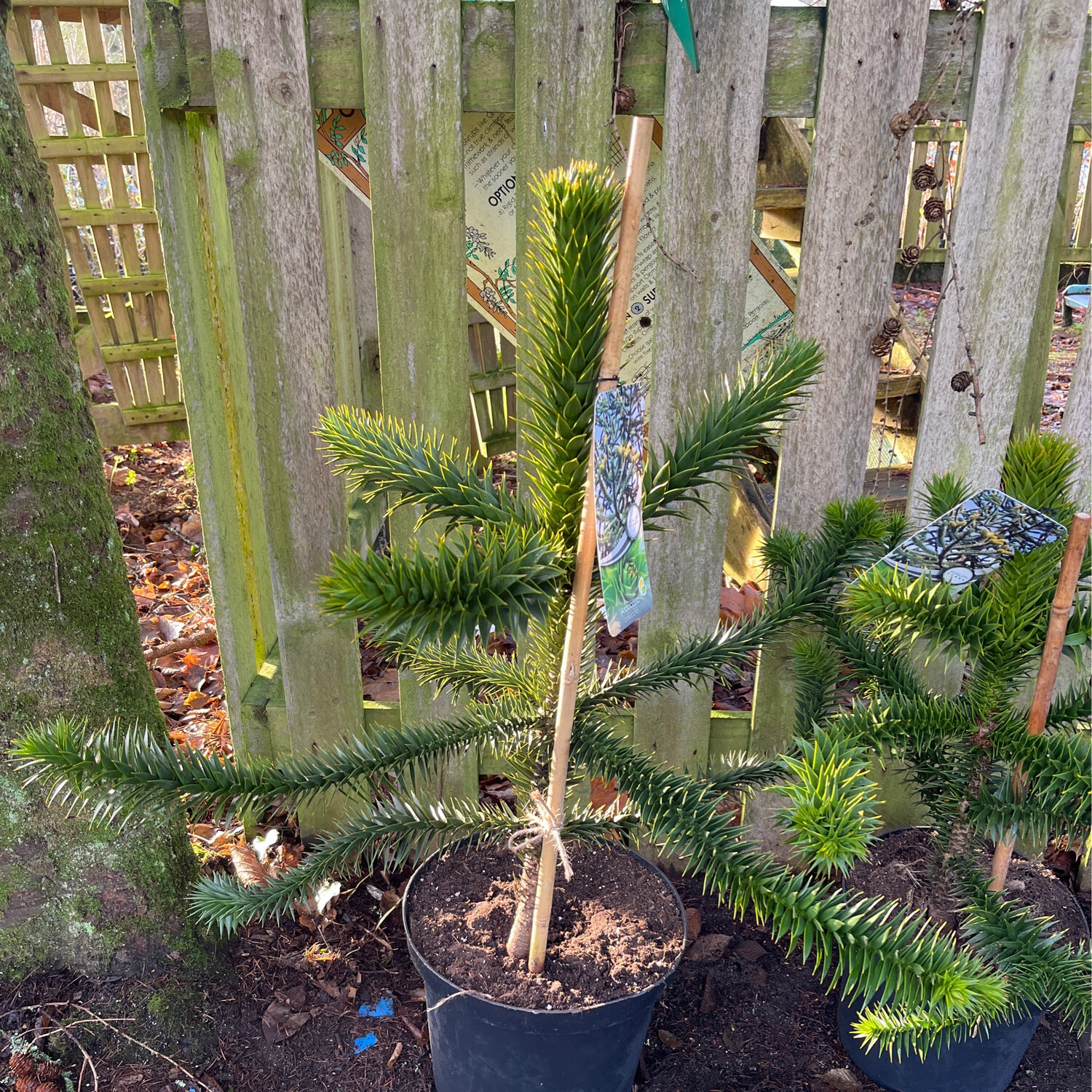 Monkey Puzzle
