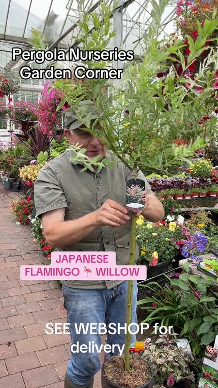 Japanese Flamingo Willow Small ,a neat small garden tree ,lollipop shape . Foliage is a mix of ,shrimp pink ,cream and green.Pot grown trees approx 100 Cm Approx ♦️