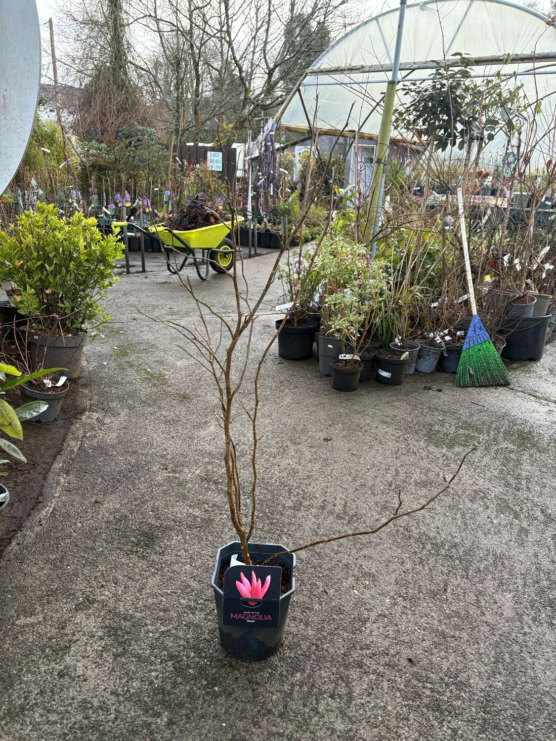 Magnolia “Susan”Upright hardy deep pink to purple vase like flowers. Upright Strong grower Bushy pot grown plants