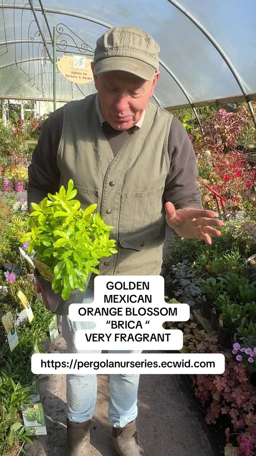 Choisya Brica Golden Mexican Orange Blossom…evergreen shrub with bright golden foliage and white fragrant flowers. Good in pots or beds.
