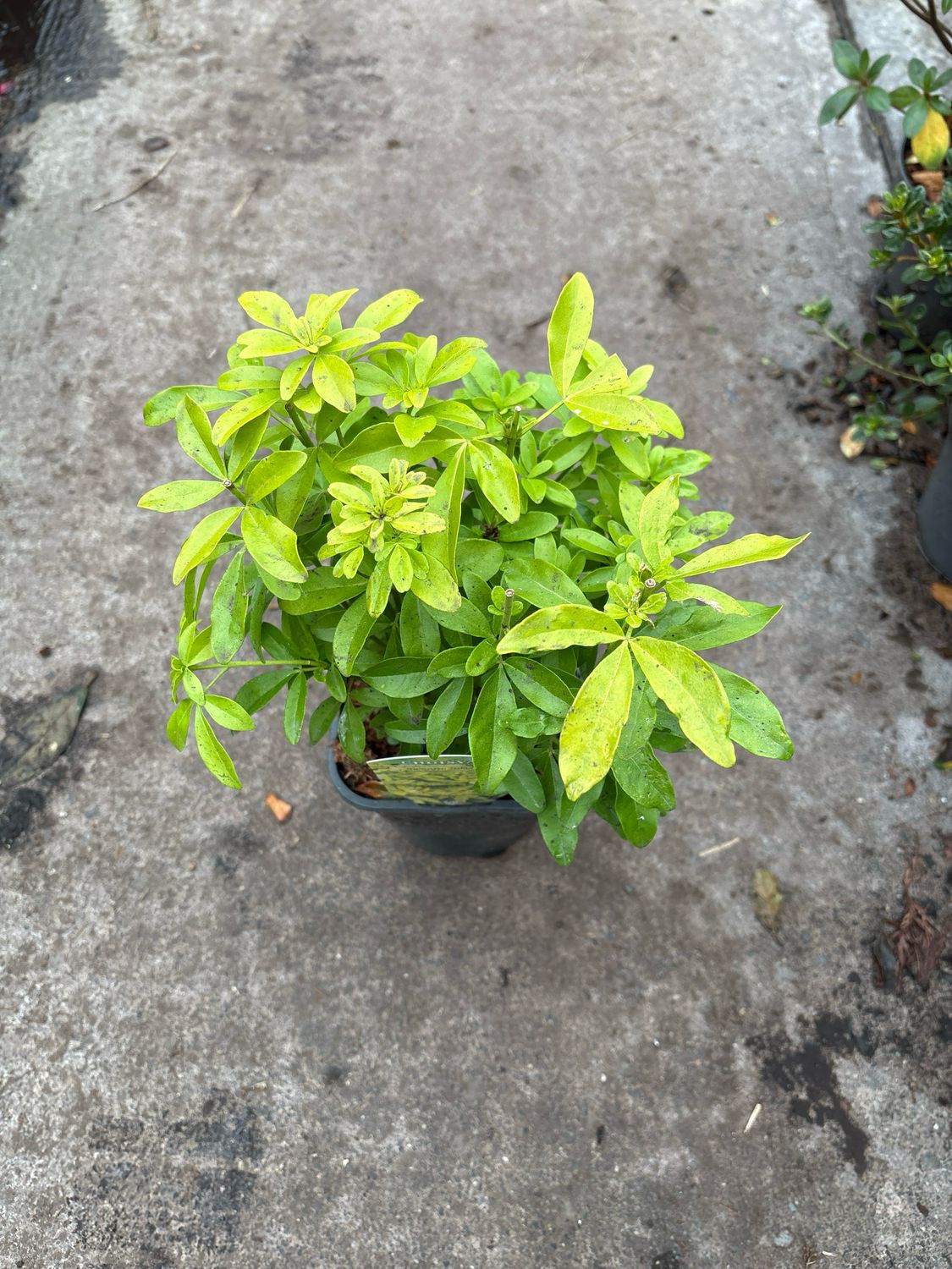 Choisya Brica Golden Mexican Orange Blossom…evergreen shrub with bright golden foliage and white fragrant flowers. Good in pots or beds.
