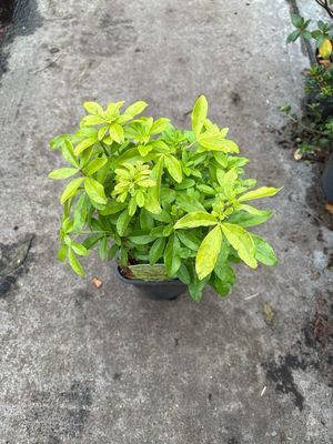 Choisya Brica Golden Mexican Orange Blossom…evergreen shrub with bright golden foliage and white fragrant flowers. Good in pots or beds.