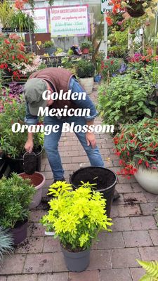 Choisya Brica Golden Mexican Orange Blossom…evergreen shrub with bright golden foliage and white fragrant flowers. Good in pots or beds.