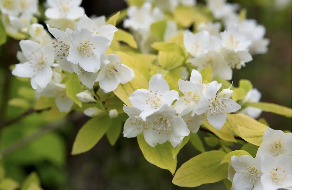 Philadelphus Aureus ,Golden Mock Orange a hardy fragrant shrub with white fragrant flowers and golden foliage