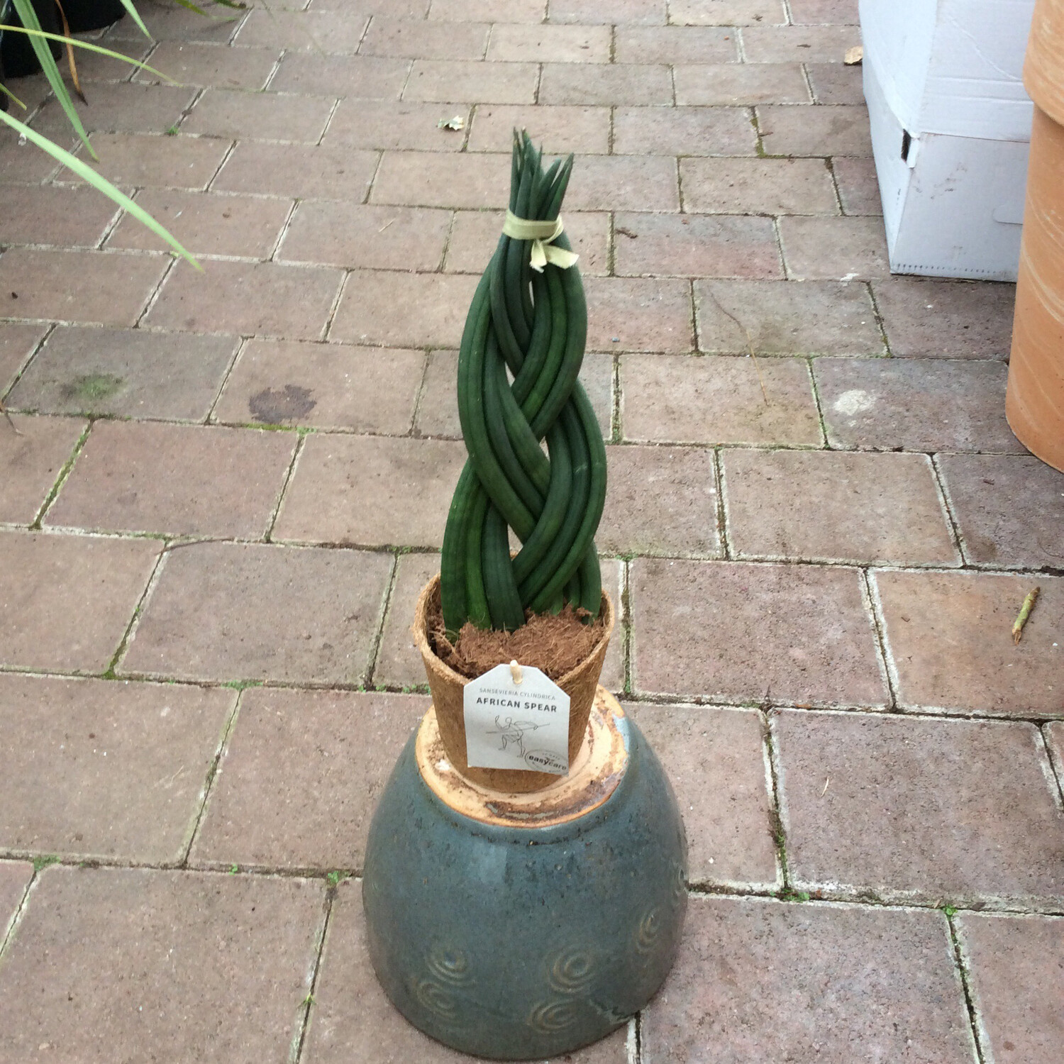 Sansevieria Braid ,filters air removing pollutants like benzene and formaldehyde ,releases oxygen at night and counteracts radiation . Thrives On Total And Utter Neglect