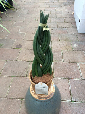 Sansevieria Braid ,filters air removing pollutants like benzene and formaldehyde ,releases oxygen at night and counteracts radiation . Thrives On Total And Utter Neglect