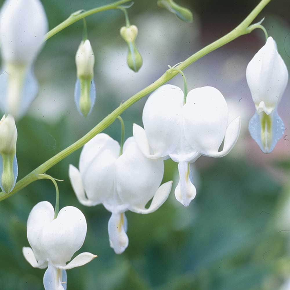 DICENTRA - Alba …”White Bleeding Heart” ,flowers for months,lasts for years . Will Be Cut Back Before Delivery 