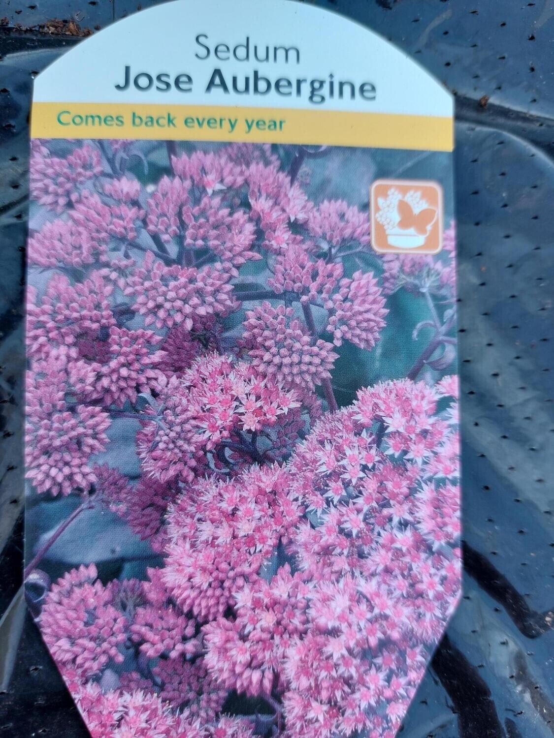 SEDUM  -  “Jose Aubergine” dark aubergine like foliage and flowers in summer and early autumn,loved by bees and pollinators Winter hardy and lasts for years 