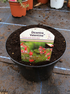Dicentra Valentine Months of perfect heart shaped flowers. Winter hardy and lasts for years.