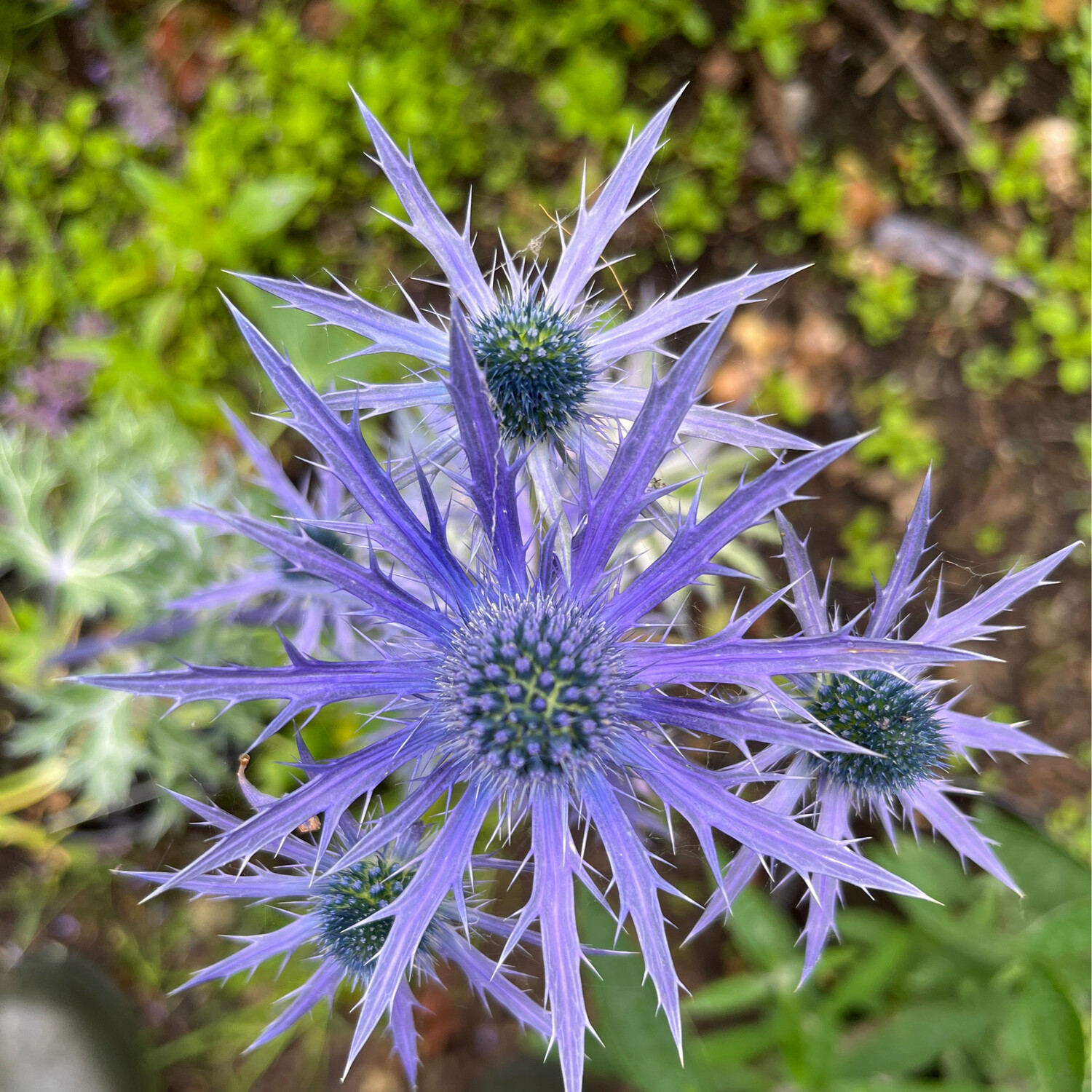 Eryngium Big Blue “ a hardy perennial that flowers for months with blue thistle like flowers over colourful foliage. Likes a sunny and free draining spot .
