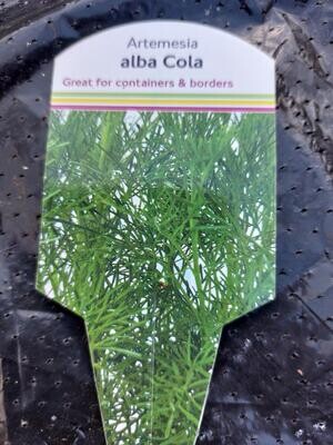 ARTEMESIA - ''Alba Cola'' Cola scented Silver Green foliage …helps to deter flies and Mice 🐭 Thrives on neglect