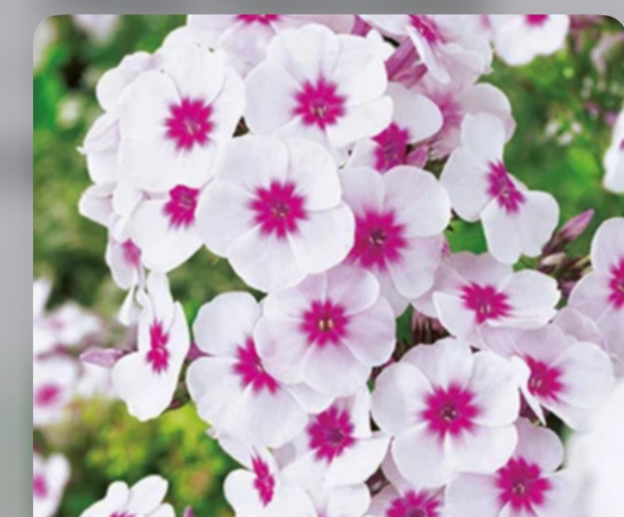 Fragrant PHLOX Swizzle ,Winter hardy and lasts for years .