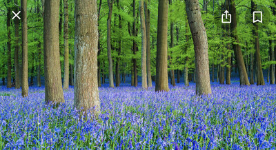 Native Irish Bluebells In Pots - Price Per Pot