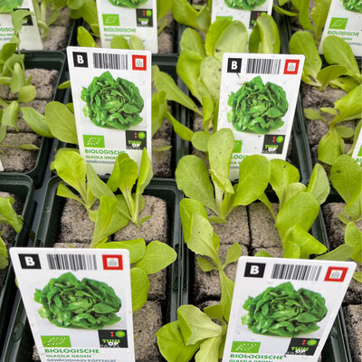 6 Butterhead Lettuce Plants in Blocks