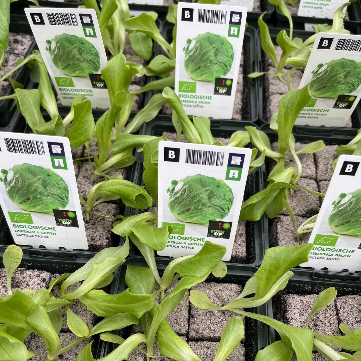 6 Iceberg Lettuce Plants