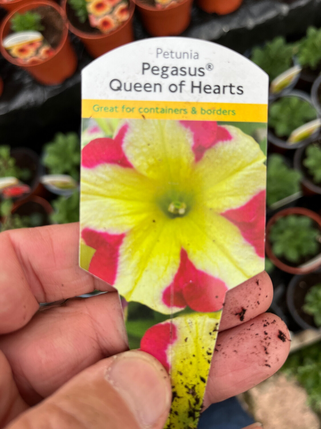 Petunia 'Queen of Hearts'