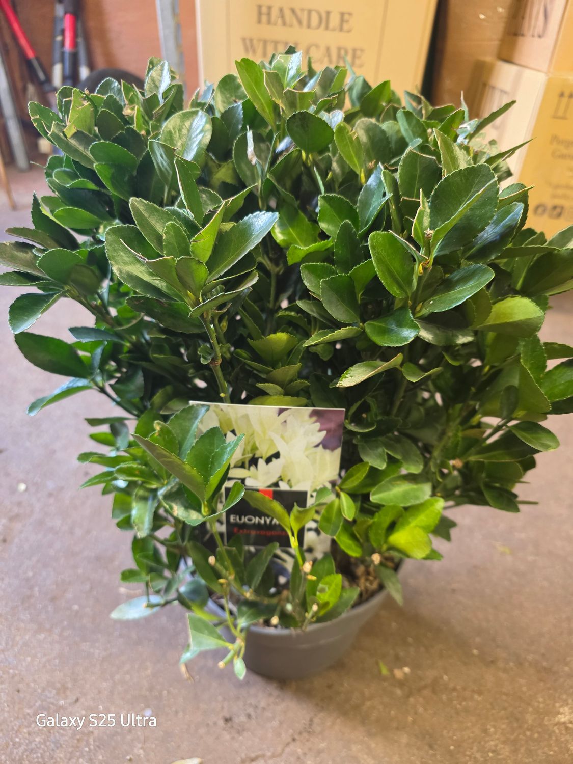 Euonymus ‘Extravaganza’