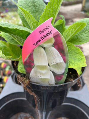 Perennial Foxglove Snow Thimble ,White bell like flowers for months .Winter hardy lasts for years . Planting time is from now .