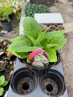 Perennial Foxglove Snow Thimble ,White bell like flowers for months .Winter hardy lasts for years . Planting time is from now .