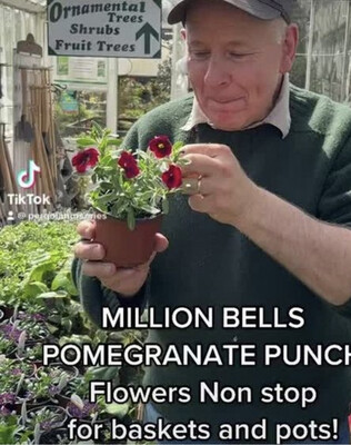 Superbells Pomegranate Punch ,flowers non stop from May Until October. For baskets and pots