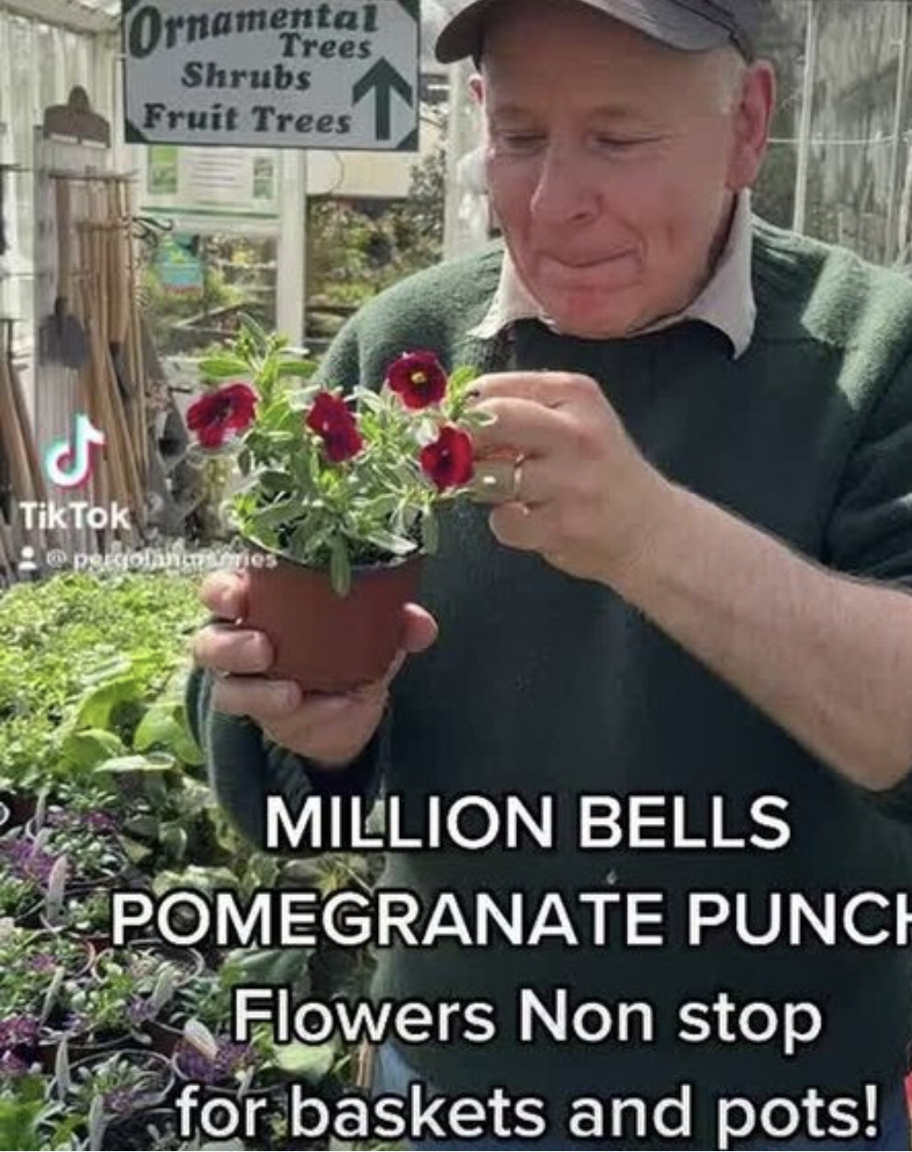 Million Bells Superbells Pomegranate Punch ,flowers non stop from May Until October. For baskets and pots