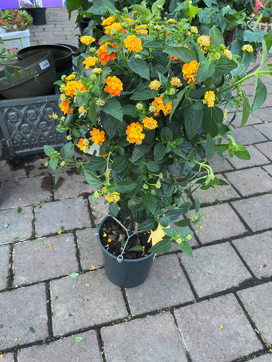 Lantana Ochre Mini Tree for non-stop flowers until October. Perfect in pot centres.