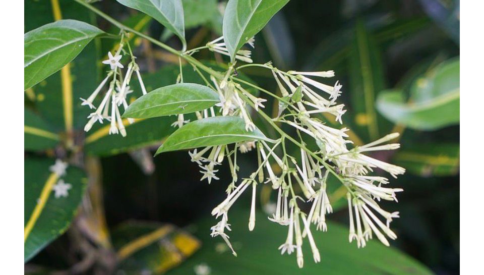 Cestrum Nocturnum ..Night Blooming Jasmine ..good in pots indoors or outdoor in a sunny sheltered spot . Flowers for months with fragrant white tubular flowers.