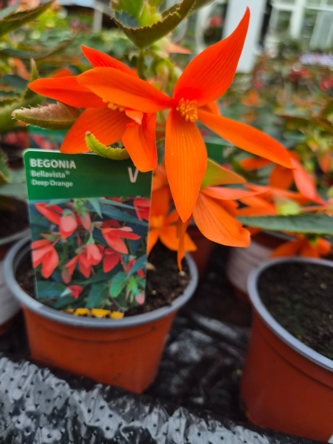 Begonia Bella Vista  Deep Orange non stop orange bells until October. For pots and baskets