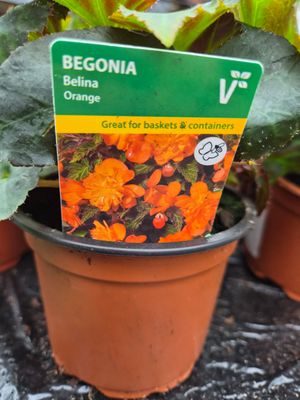 Begonia Bellina Orange ,non stop orange flowers until October For baskets,pots and beds