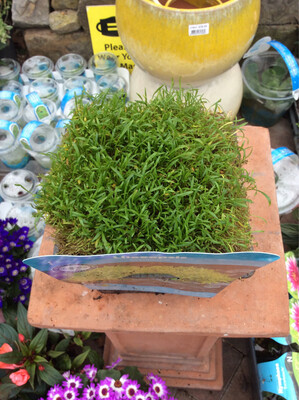 Lilaeopsis brasiliensis Oxygenator
