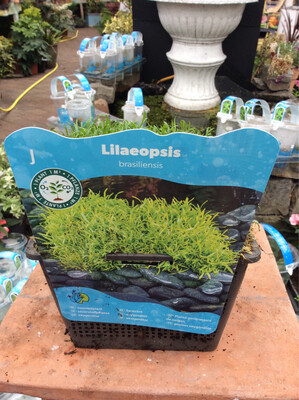 Lilaeopsis brasiliensis Oxygenator
