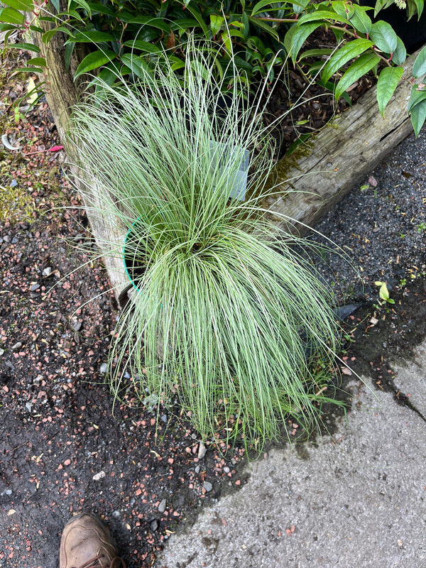 Silver Ponytail Grass,good In pots or beds …winter hardy