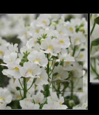 NEMESIA Karoo White ,flowers non stop until October. Perfect spilling out of hanging baskets and pots.