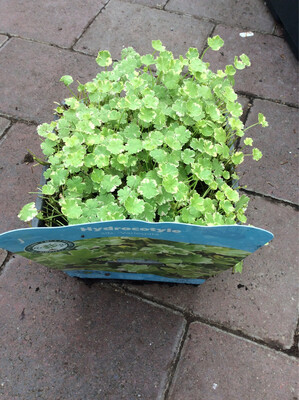 Hydrocotyle ‘Variegata’ Oxygenator