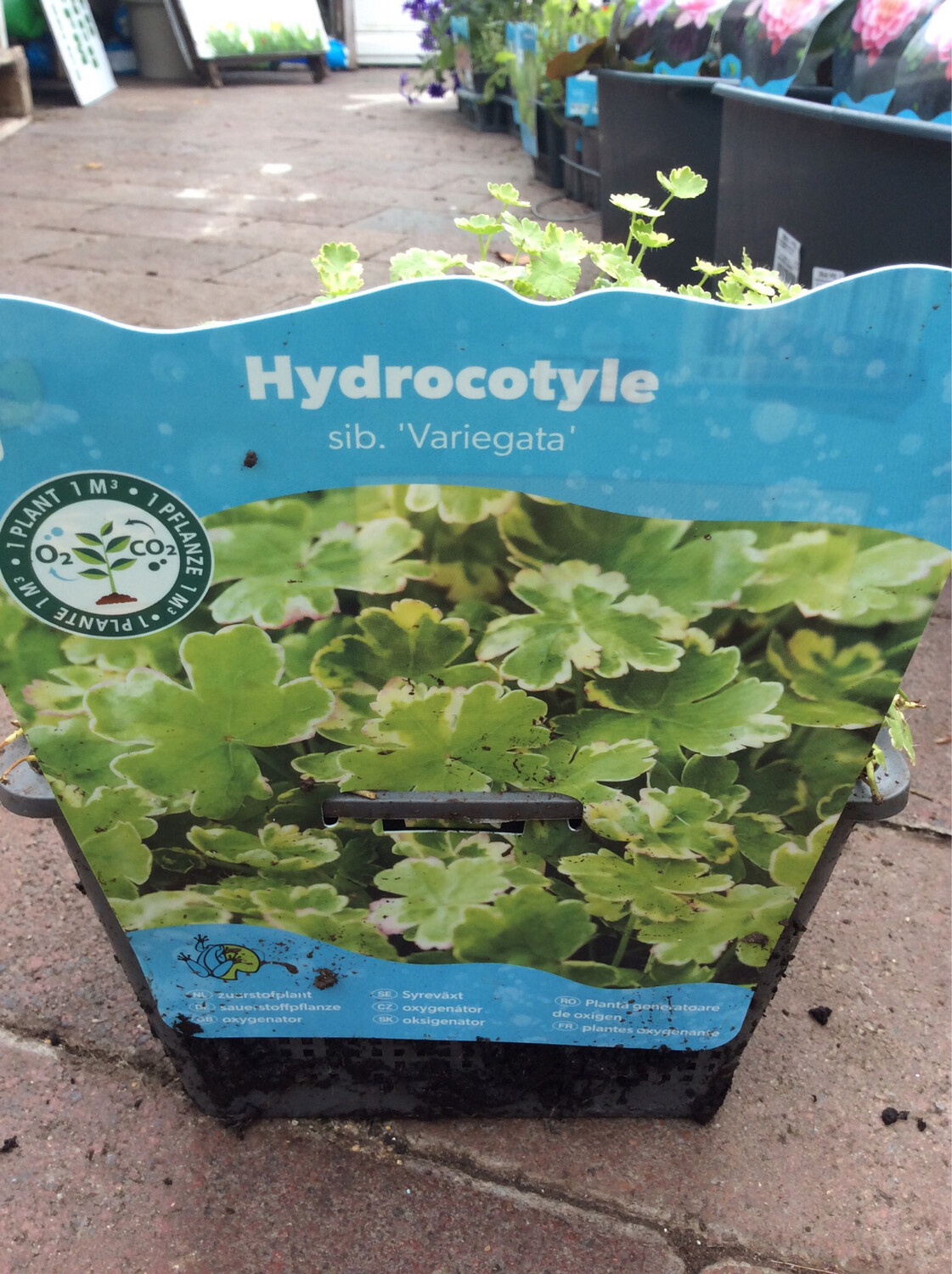 Hydrocotyle ‘Variegata’ Oxygenator