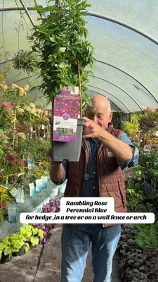 Perennial Blue - Rambling Rose