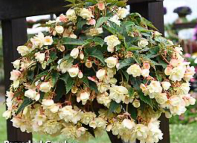 Begonia Bellina 'Vanilla'