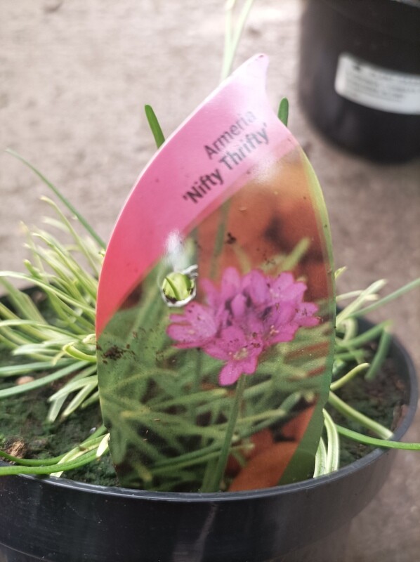 Armeria 'Nifty Thrifty'