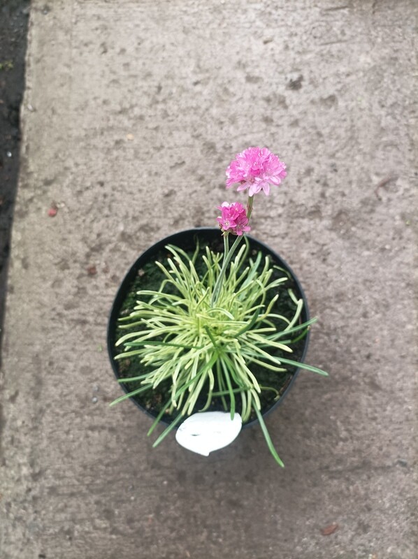 Armeria 'Nifty Thrifty'