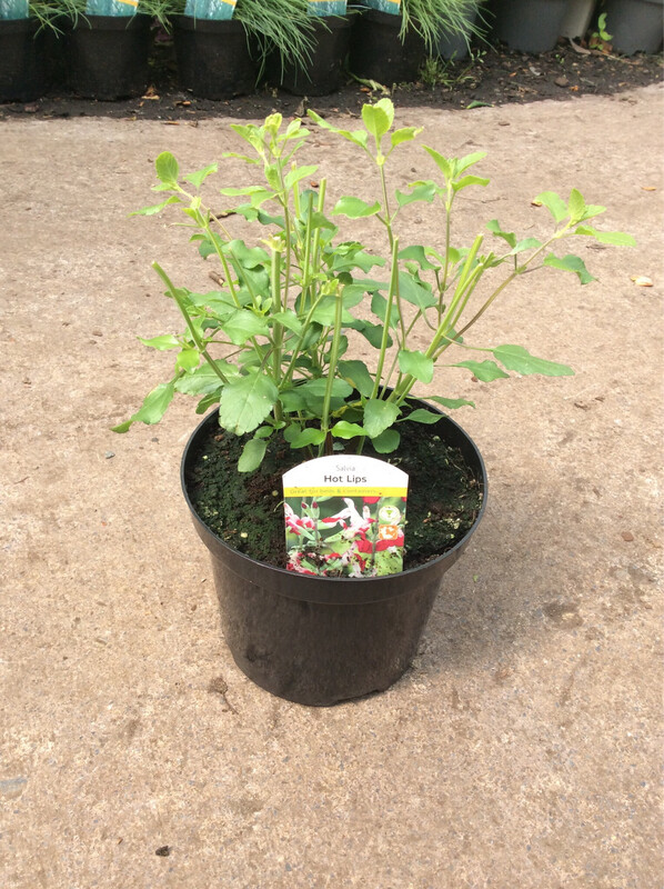 Salvia 'Hot Lips'
