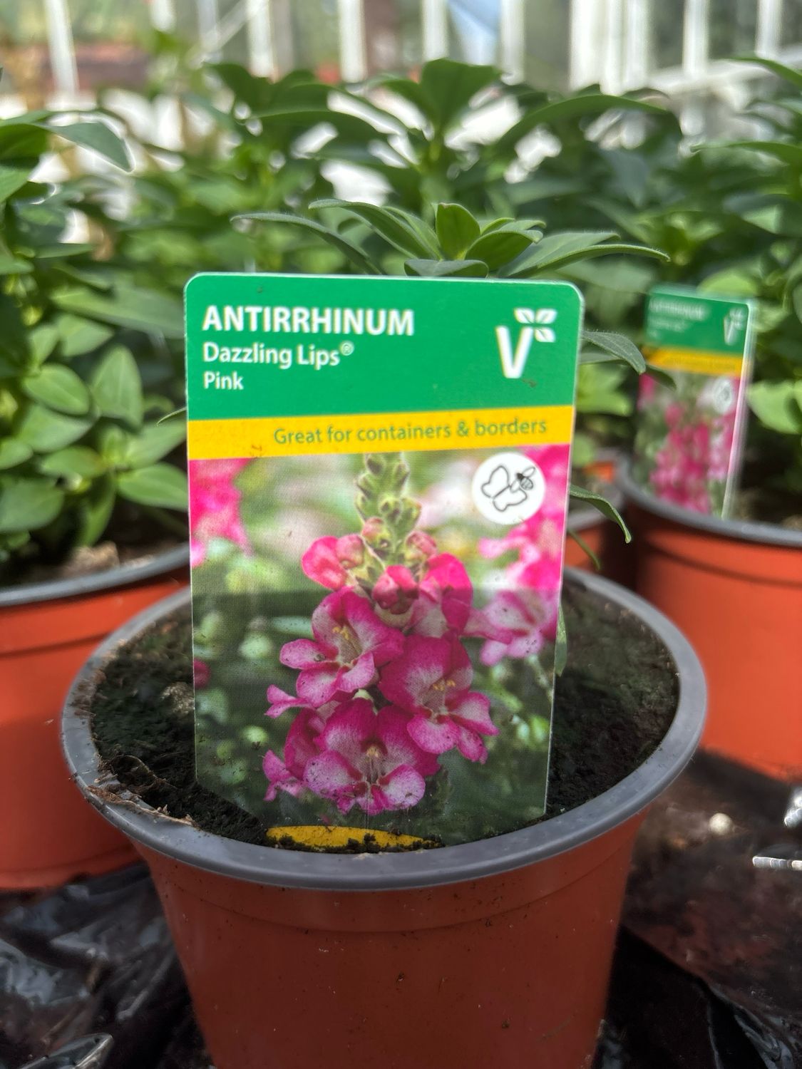 Snapdragon - Antirrhinum Dazzling Lips Pink