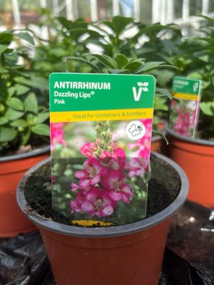Snapdragon - Antirrhinum Dazzling Lips Pink